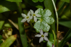 Hydrocotyle cryptocarpa