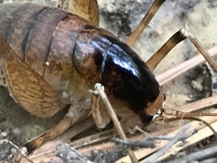 Diestrammena unicolor