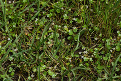 Hydrocotyle cryptocarpa