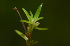 Crassula peduncularis
