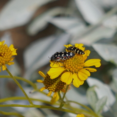 Acmaeodera gibbula