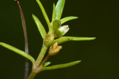 Crassula peduncularis