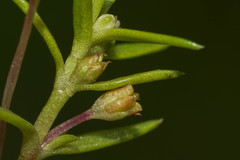 Crassula peduncularis
