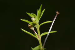 Crassula peduncularis