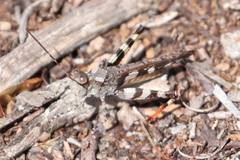 Spharagemon marmorata