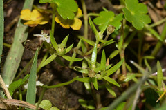 Crassula peduncularis