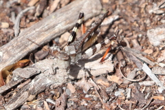 Spharagemon marmorata