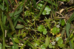 Crassula peduncularis