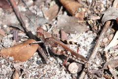 Spharagemon marmorata