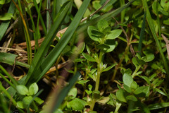 Lysimachia minima