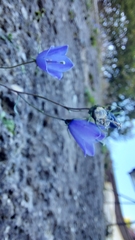 Campanula cochleariifolia
