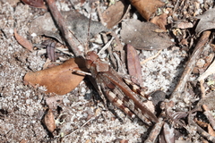 Spharagemon marmorata