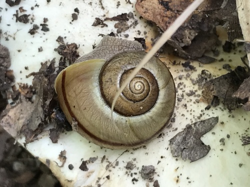 Karaftohelix selskii