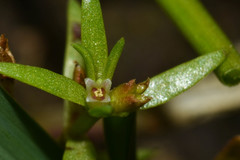 Crassula peduncularis