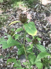 Atractylodes lancea