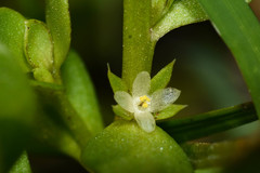 Lysimachia minima