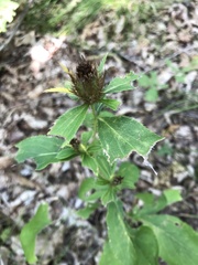 Atractylodes lancea