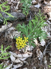 Ajania pallasiana