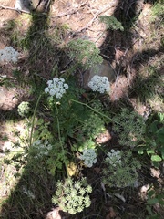 Kitagawia terebinthacea