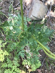 Kitagawia terebinthacea