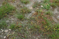 Atriplex intracontinentalis