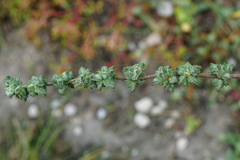 Atriplex intracontinentalis