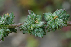 Atriplex intracontinentalis