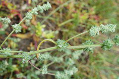 Atriplex intracontinentalis