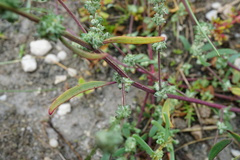 Atriplex intracontinentalis