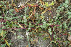 Atriplex intracontinentalis