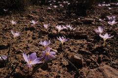 Afrocrocus unifolius