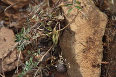 Indigofera alternans