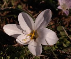Afrocrocus unifolius
