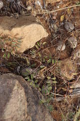 Indigofera alternans