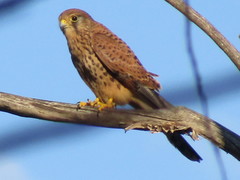 Falco tinnunculus