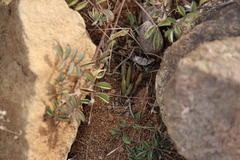 Indigofera alternans