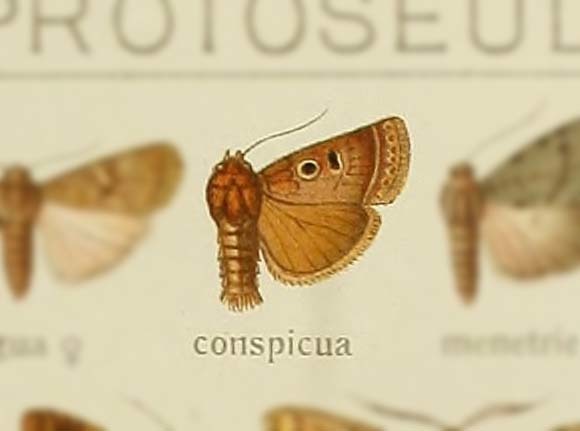 Hoplodrina conspicua