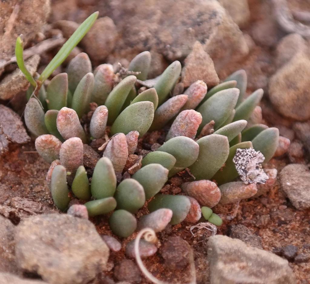 Anacampseros marlothii