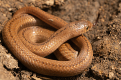 Lined Tolucan Earthsnake photo 2