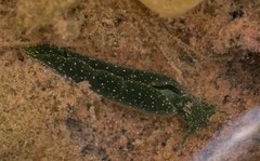 Elysia chlorotica