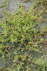 Suaeda pannonica