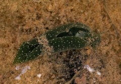 Elysia chlorotica