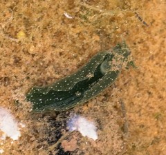 Elysia chlorotica