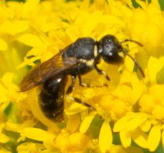 Hylaeus affinis