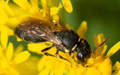 Hylaeus affinis