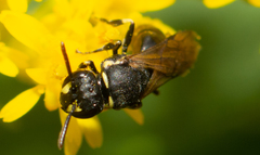 Hylaeus affinis