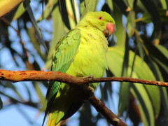 Psittacula krameri