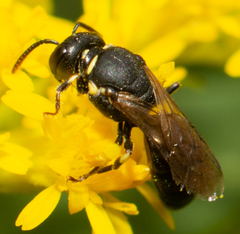 Hylaeus affinis