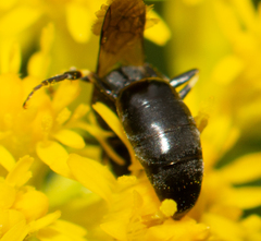 Hylaeus affinis