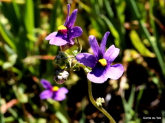Nemesia leipoldtii